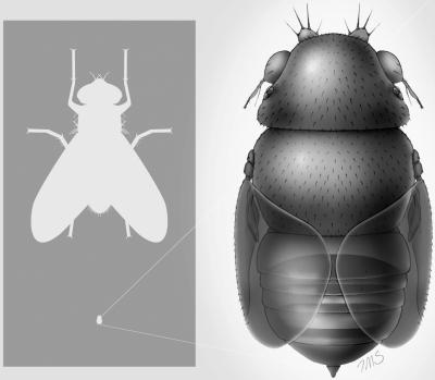 Loài ruồi nhỏ nhất TG sống trong đầu kiến - 1