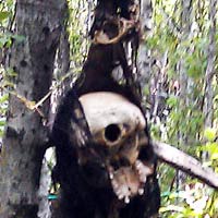 Pháp luật - 3 cái chết ở đầm tôm: Hiện trường “lên tiếng”