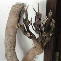 Tin tức trong ngày - Núi Hồng Lĩnh tan nát vì “thần dược”