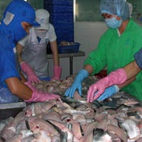 Thị trường - Tiêu dùng - Kiến nghị giảm đầu mối xuất cá tra