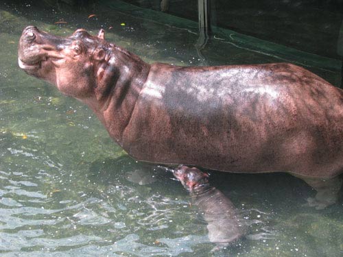 Chuyển dạ 30 giờ, hà mã ở Bình Dương sinh con - 2