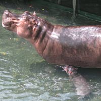 Tin tức trong ngày - Chuyển dạ 30 giờ, hà mã ở Bình Dương sinh con