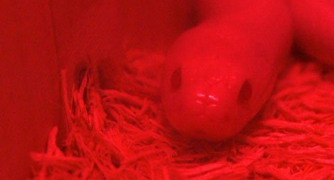 Rắn bạch tạng xuất hiện ở Hà Nội - 2