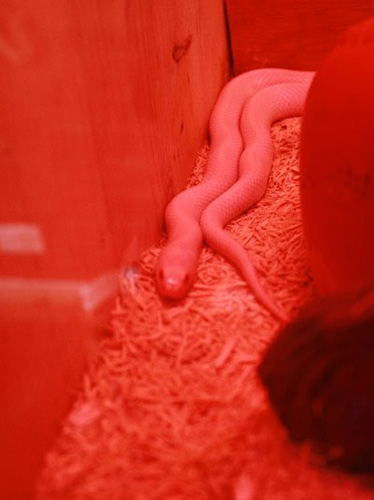 Rắn bạch tạng xuất hiện ở Hà Nội - 3