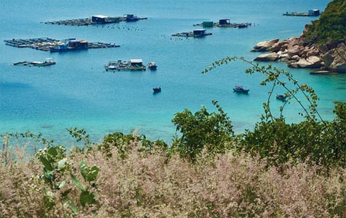 Say cảnh tuyệt sắc trong vịnh Cam Ranh - 1