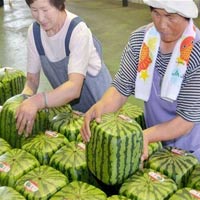 Thị trường - Tiêu dùng - Câu chuyện trái dưa hấu vuông ở Nhật