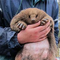 Phi thường - kỳ quặc - Loài động vật có "cái ấy" lạ nhất quả đất