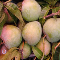 Thị trường - Tiêu dùng - Cảnh giác bán xoài Úc cho thương lái TQ