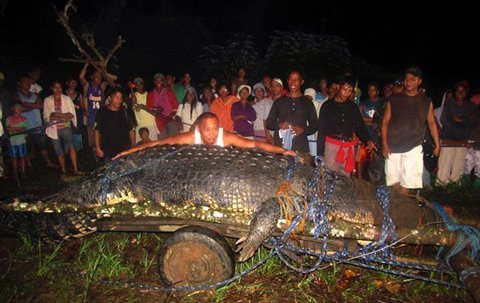 Ngắm cá sấu lớn nhất thế giới - 1