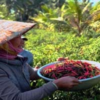 Thị trường - Tiêu dùng - Trồng ớt lãi hàng trăm triệu đồng