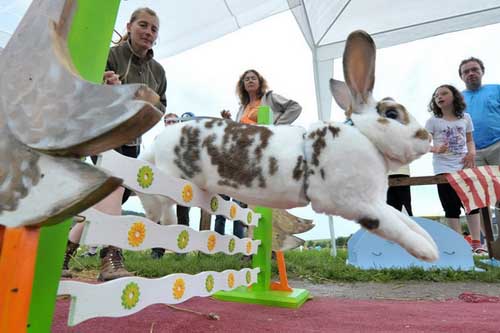 Cuộc thi thỏ chạy vượt rào - 2