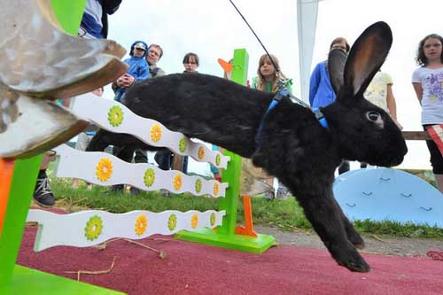 Cuộc thi thỏ chạy vượt rào - 3