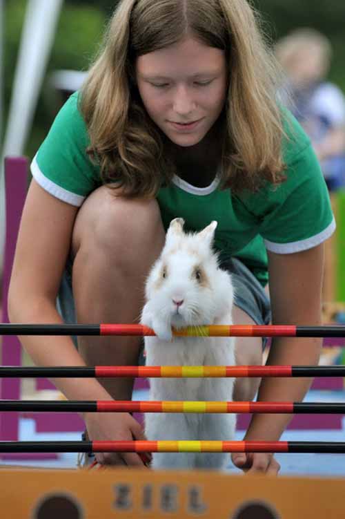 Cuộc thi thỏ chạy vượt rào - 4