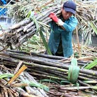 Thị trường - Tiêu dùng - Kiểm tra thông tin giá đường thao túng
