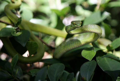 Bảo tàng rắn đầu tiên tại Việt Nam - 1