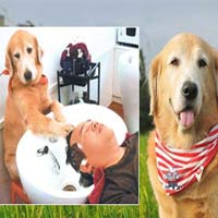 Phi thường - kỳ quặc - Những "siêu cún" cực thông minh