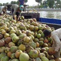 Thị trường - Tiêu dùng - Dừa Bến Tre chất đống chờ… thương lái