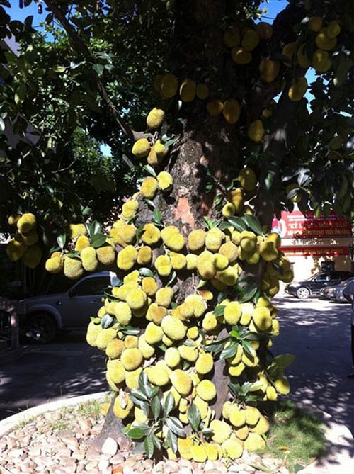 Cây mít "nghìn quả" ở Quảng Ninh - 1