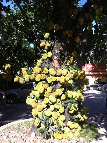 Lạ kỳ cây mít vài nghìn quả ở Quảng Ninh - 1