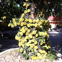 Lạ kỳ cây mít vài nghìn quả ở Quảng Ninh
