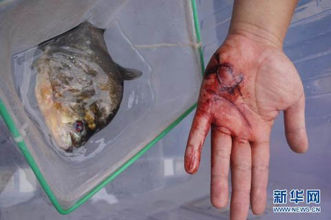 Xôn xao cá ăn thịt người ở Trung Quốc - 1