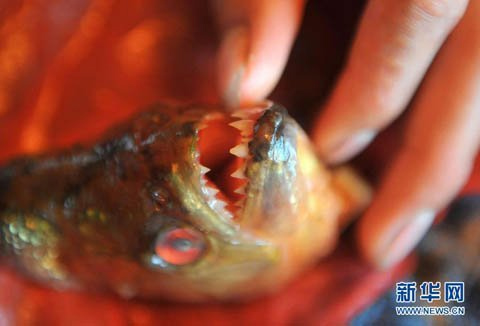 Xôn xao cá ăn thịt người ở Trung Quốc - 2