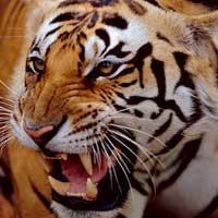 Tin tức trong ngày - Đan Mạch: Khách tham quan bị hổ vồ chết