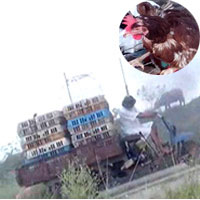 Tin tức trong ngày - Tràn lan gà thải loại siêu rẻ: Ai dẹp?