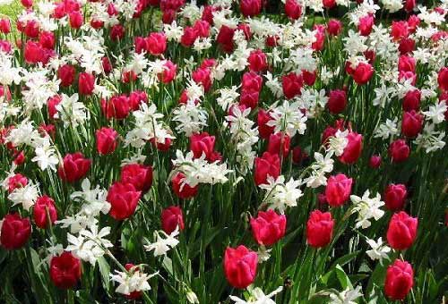 Dừng chân ở xứ sở loài hoa tulip - 3