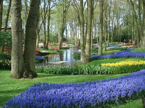 Dừng chân ở xứ sở loài hoa tulip - 4