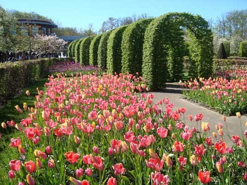 Dừng chân ở xứ sở loài hoa tulip - 5