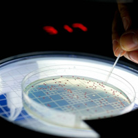 Tin tức trong ngày - Hồi sinh vi khuẩn sống cách đây 500 triệu năm