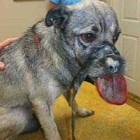 Phi thường - kỳ quặc - Chú cún có chiếc lưỡi "khổng lồ"