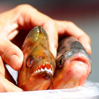 Phi thường - kỳ quặc - Bắt được "cá ăn thịt người" ở Trung Quốc