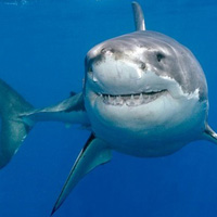 Tin tức trong ngày - Úc: Cá mập ăn thịt người lướt sóng