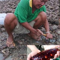 Ẩm thực - Săn 'Viagra' của biển