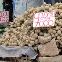 Thị trường - Tiêu dùng - Hoa quả vỉa hè tràn về tỉnh lẻ