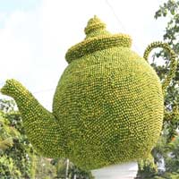 Phi thường - kỳ quặc - Mô hình chén đĩa bằng chanh tươi lớn nhất Việt Nam