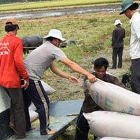 Thị trường - Tiêu dùng - Mua tạm trữ gạo: Nên học theo Thái Lan