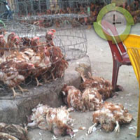 Tin tức trong ngày - Gà siêu rẻ TQ: Cơ quan chức năng thờ ơ