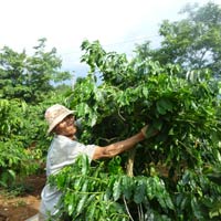 Thị trường - Tiêu dùng - Ôm nợ vì dự án cà phê... siêu lá