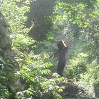 Tin tức trong ngày - Tận mắt thấy lâm tặc "khoắng" gỗ quý trong rừng