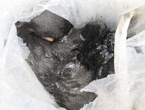 Săn voọc: Không thể tồi tệ hơn! - 2