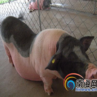 Thị trường - Tiêu dùng - Thịt lợn TQ siêu sạch, giá siêu đắt