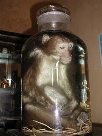 Thịt khỉ: Thần dược hay thuốc độc? - 2