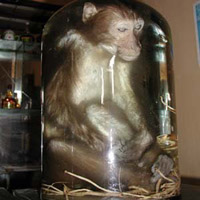 Tin tức trong ngày - Thịt khỉ: Thần dược hay thuốc độc?