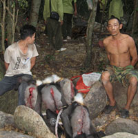 Tin tức trong ngày - Sau thảm sát, nước mắt voọc vẫn chảy