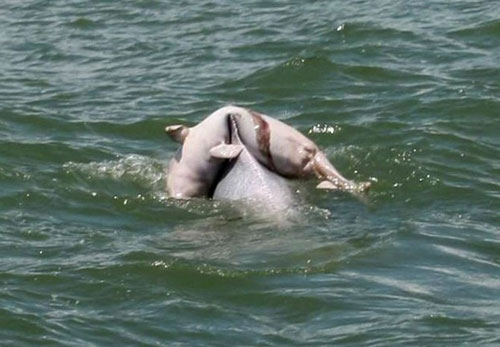 Ảnh động vật đẹp nhất tuần qua - 8