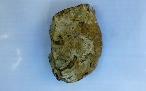 Phát hiện hóa thạch cua núi ở Hà Tĩnh - 2