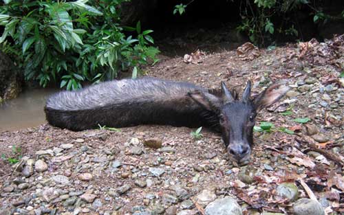 Những bức ảnh nhói lòng từ rừng xanh - 2